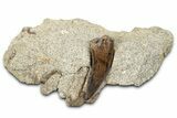 Serrated Tyrannosaur Tooth w/ Sandstone - Judith River Formation #381211-1